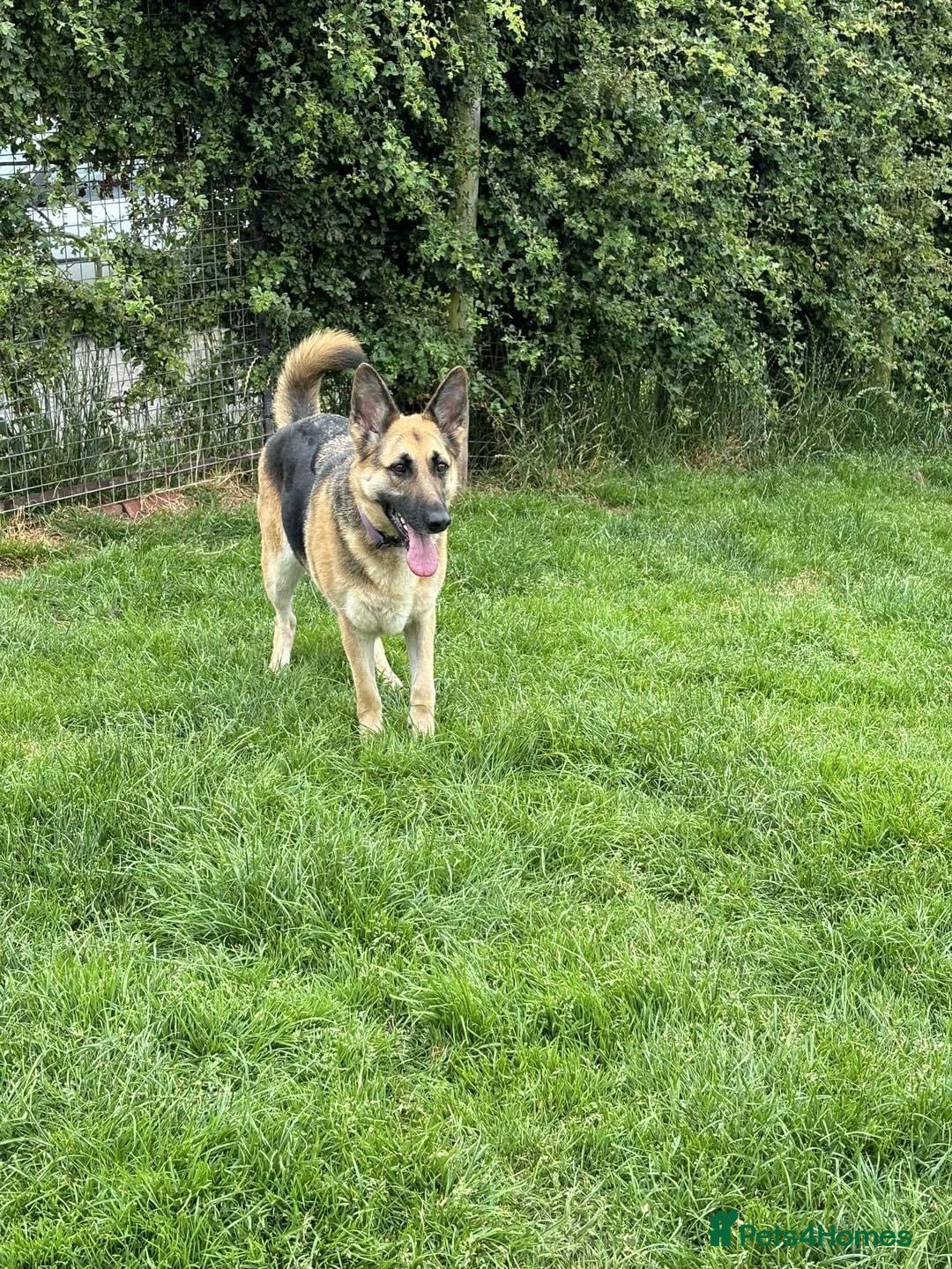 German Shepherd dogs for sale: Female German Shepherd  - Advert 2