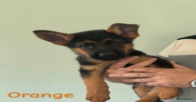 German Shepherd dogs - Advert 2