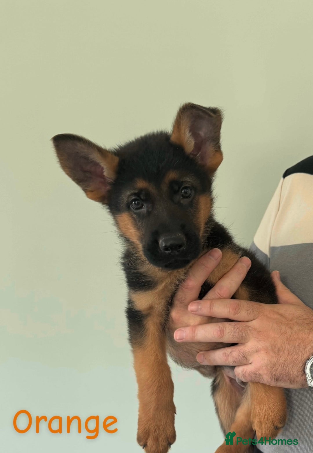 German Shepherd dogs for sale: Stunning KC Registered German Shepherd Puppies  - Image 2