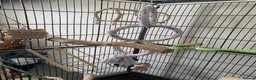 Conures birds for sale: Male pineapple green cheek conure for sale  in Armagh - Advert 6