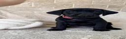 Labrador Retriever dogs for sale: KC Reg Black Labrador Puppies – Only 2 Girls Left! - Advert 11
