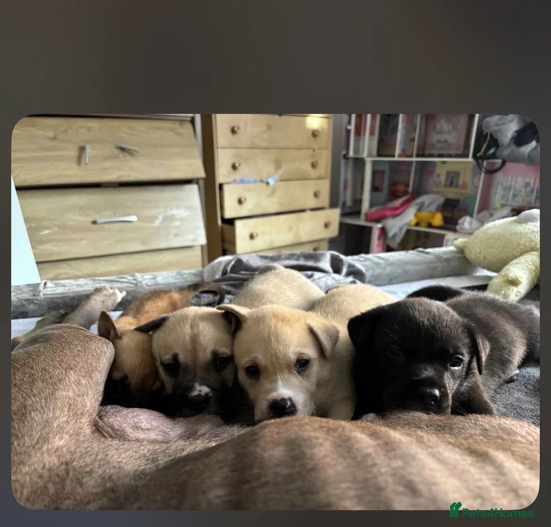 Mixed Breed dogs for sale: Male puppy - Advert 3