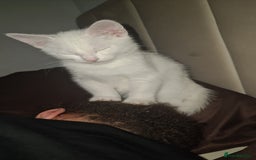 British Shorthair cats for sale: Male White Kitten - Image 3