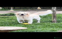 Golden Retriever dogs for stud: Golden Retriever for stud in Thirsk - Image 4