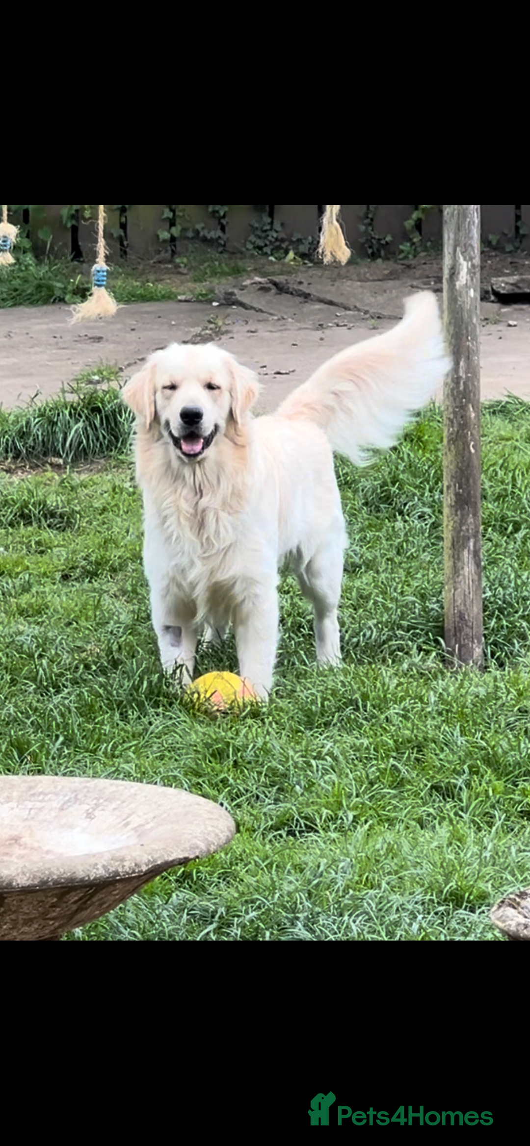 Golden Retriever dogs for stud: Golden Retriever for stud in Thirsk - Image 4