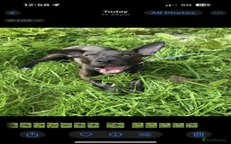 Mixed Breed dogs for sale: Coco canine  - Image 1