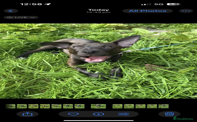 Mixed Breed dogs - Advert 1