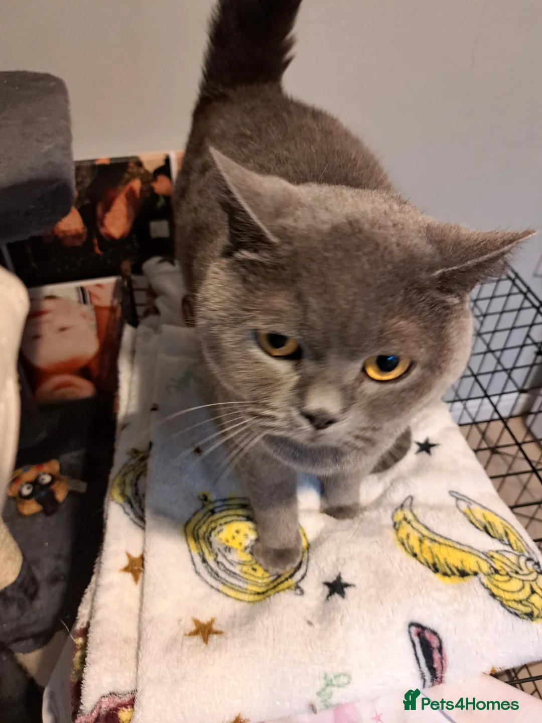 British Shorthair cats for sale: British shorthair blue  kittens  - Advert 2