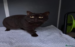 British Shorthair cats for sale: Full British short hair kittens - Advert 12