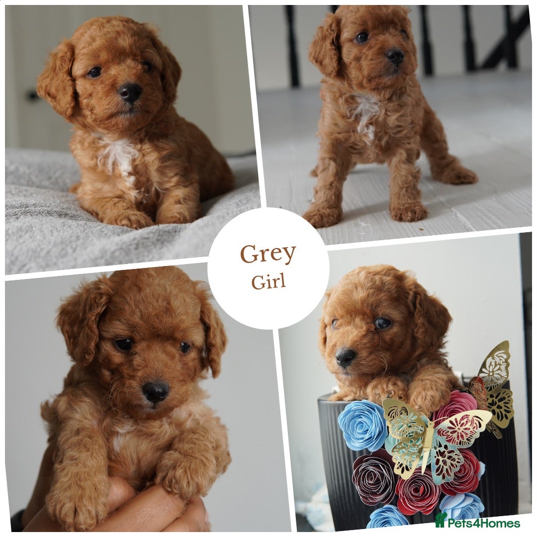 Cavapoo dogs for sale: Final girl toy Cavapoo remaining 🐶 🐾 - Image 9