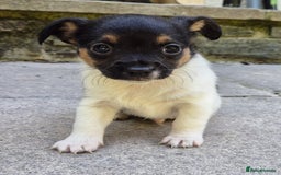 Mixed Breed dogs for sale: Chihuahua cross jack russell  - Image 5