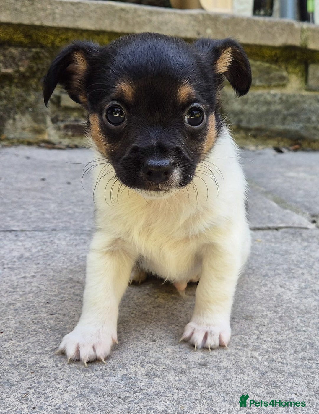 Mixed Breed dogs for sale: Chihuahua cross jack russell  - Image 5