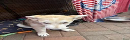 Mixed Breed dogs for sale: Low Content Wolfdog puppies  - Advert 26