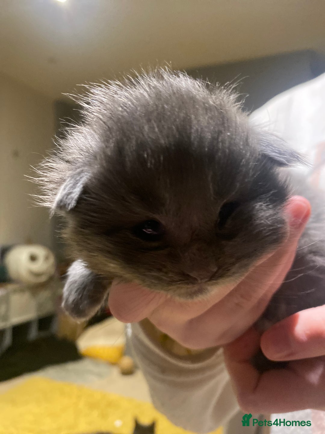 Maine Coon cats for sale: 4 x Maine coon kittens  - Advert 9