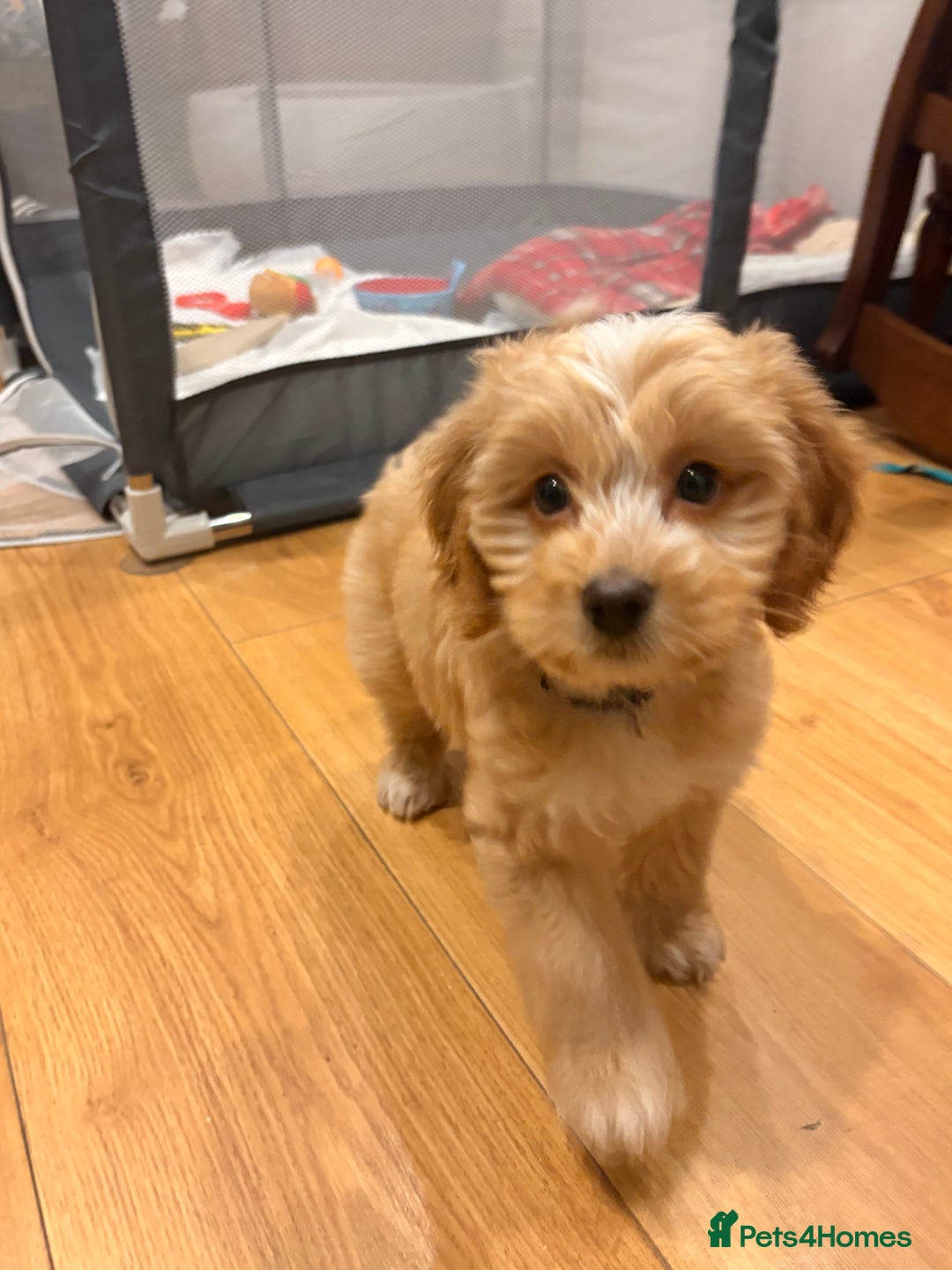 Cockapoo dogs for sale: Butter a little golden cockapoo - Advert 5