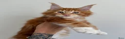 Maine Coon cats for sale: Champion line kittens 🥰 - Advert 30