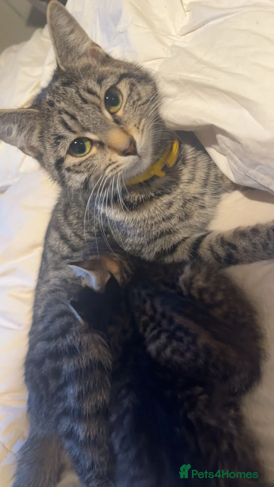 Mixed Breed cats for sale: 8 week old Female tabby kitten - Advert 2