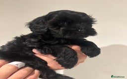 Cockapoo dogs for sale: Black cockapoo puppies  - Image 4