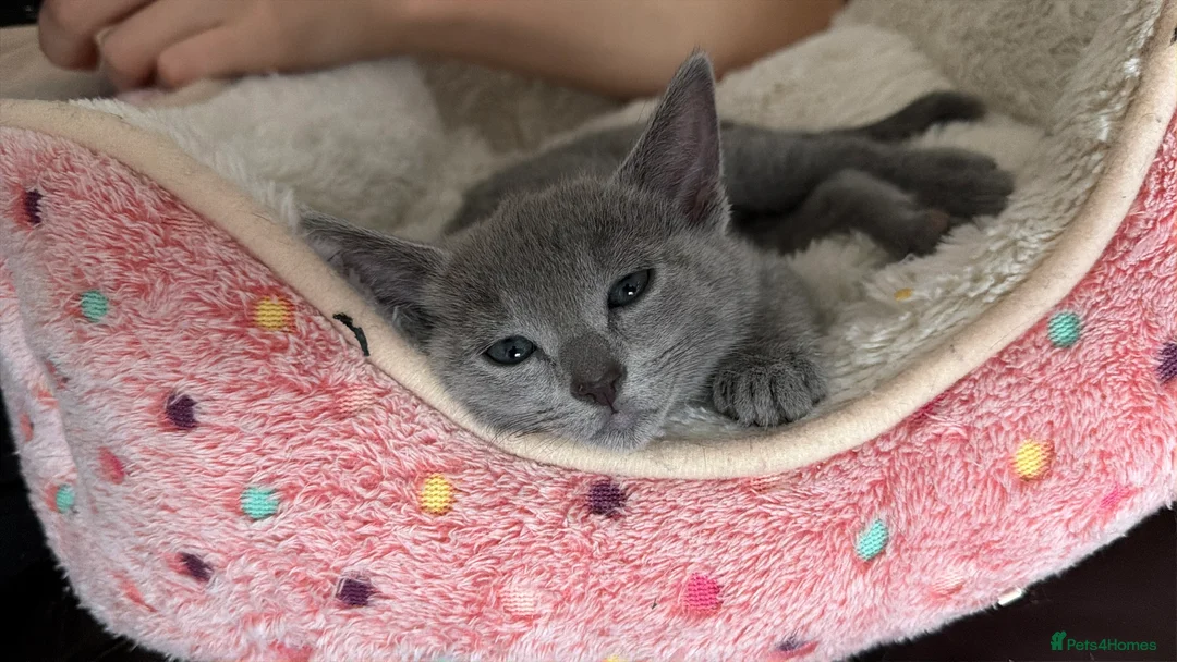 Russian Blue cats for sale: Russian blue TICA registered kittens  - Advert 38