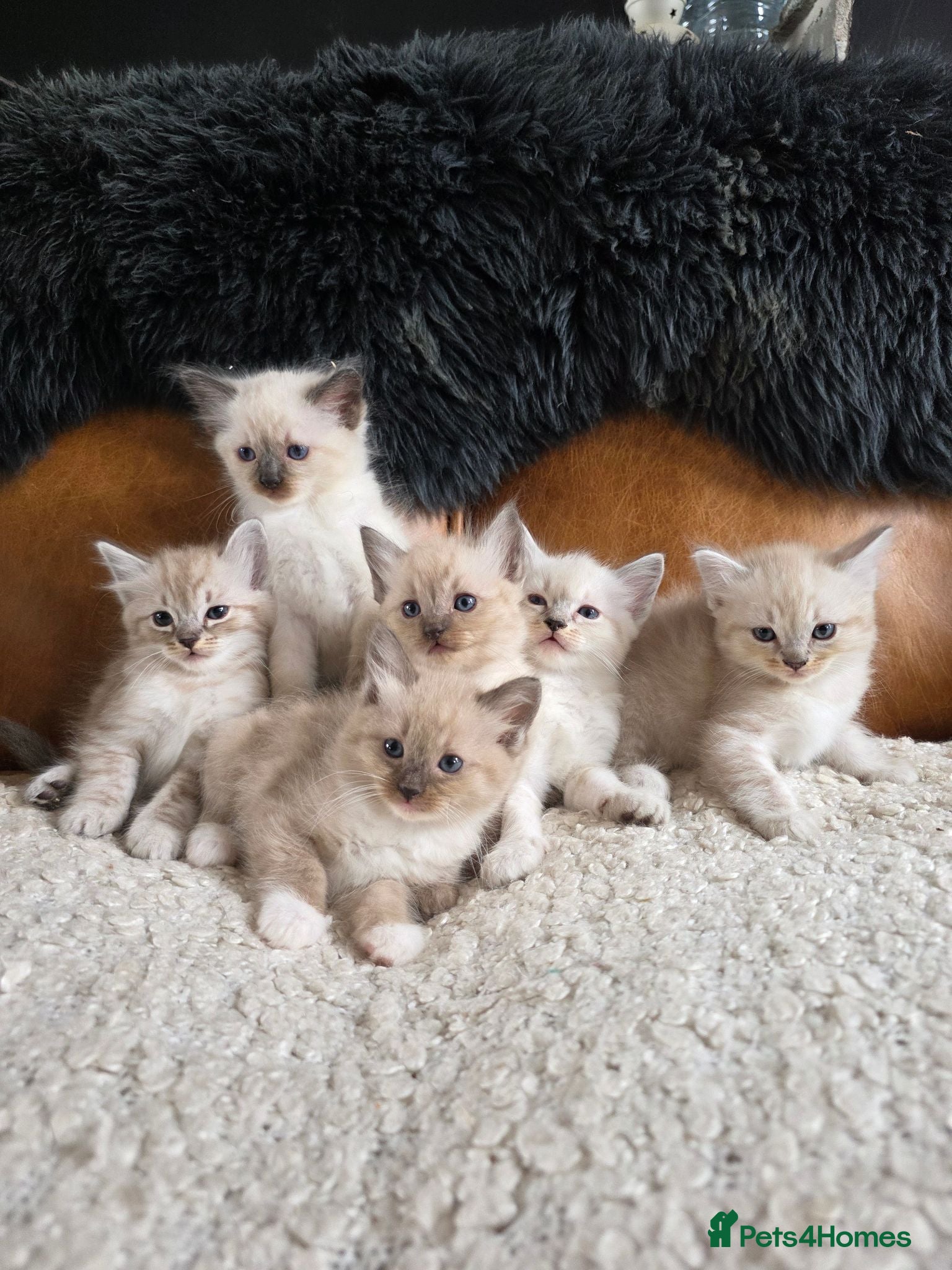 Ragdoll cats Beautifull Ragdoll Kittens - Advert 1