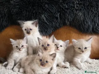 Ragdoll cats Beautifull Ragdoll Kittens - Advert 1