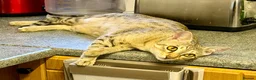 Savannah cats for sale: Special F2 Savannah Girl Seeking Forever Love ❤ - Advert 14