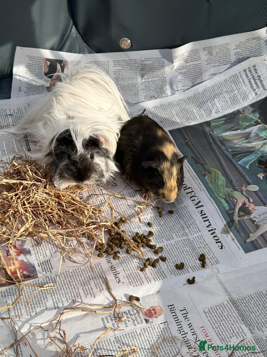 Guinea Pig rodents for sale: Male pair plus cage and all accessories  - Advert 3