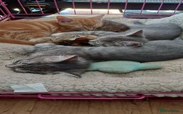 Mixed Breed cats for sale: Kitten  - Image 3