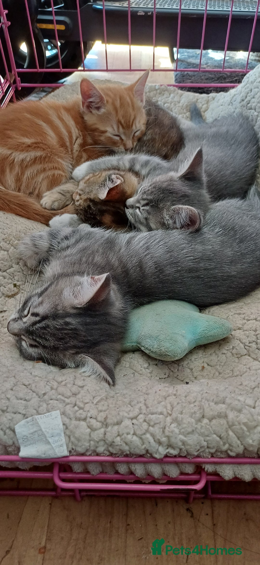 Mixed Breed cats for sale: Kitten  - Image 3