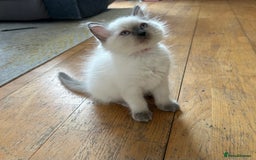 Ragdoll cats for sale: 😻 5 Beautiful Purebred Ragdoll Kittens 😻 - Image 17