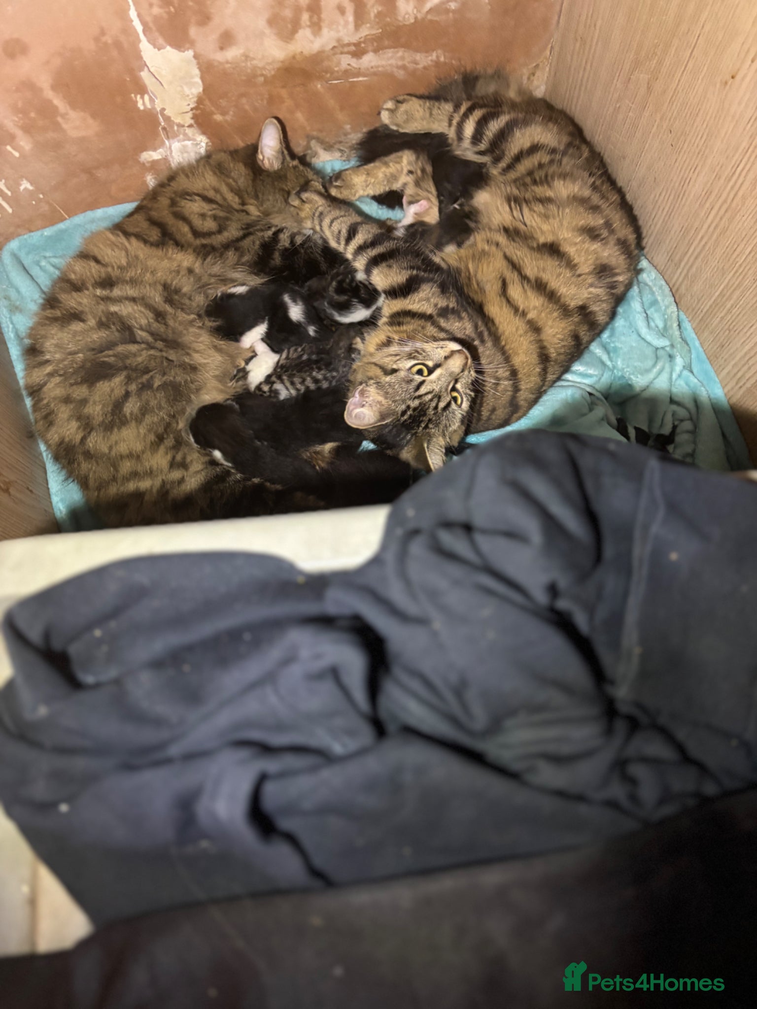 Mixed Breed cats 6 beautiful kittens ready on the 2nd may - Advert 3