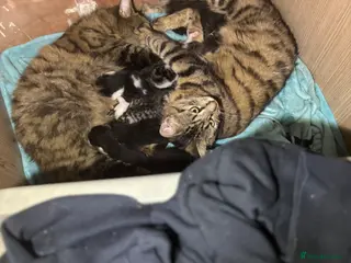 Mixed Breed cats 6 beautiful kittens ready on the 2nd may - Advert 3