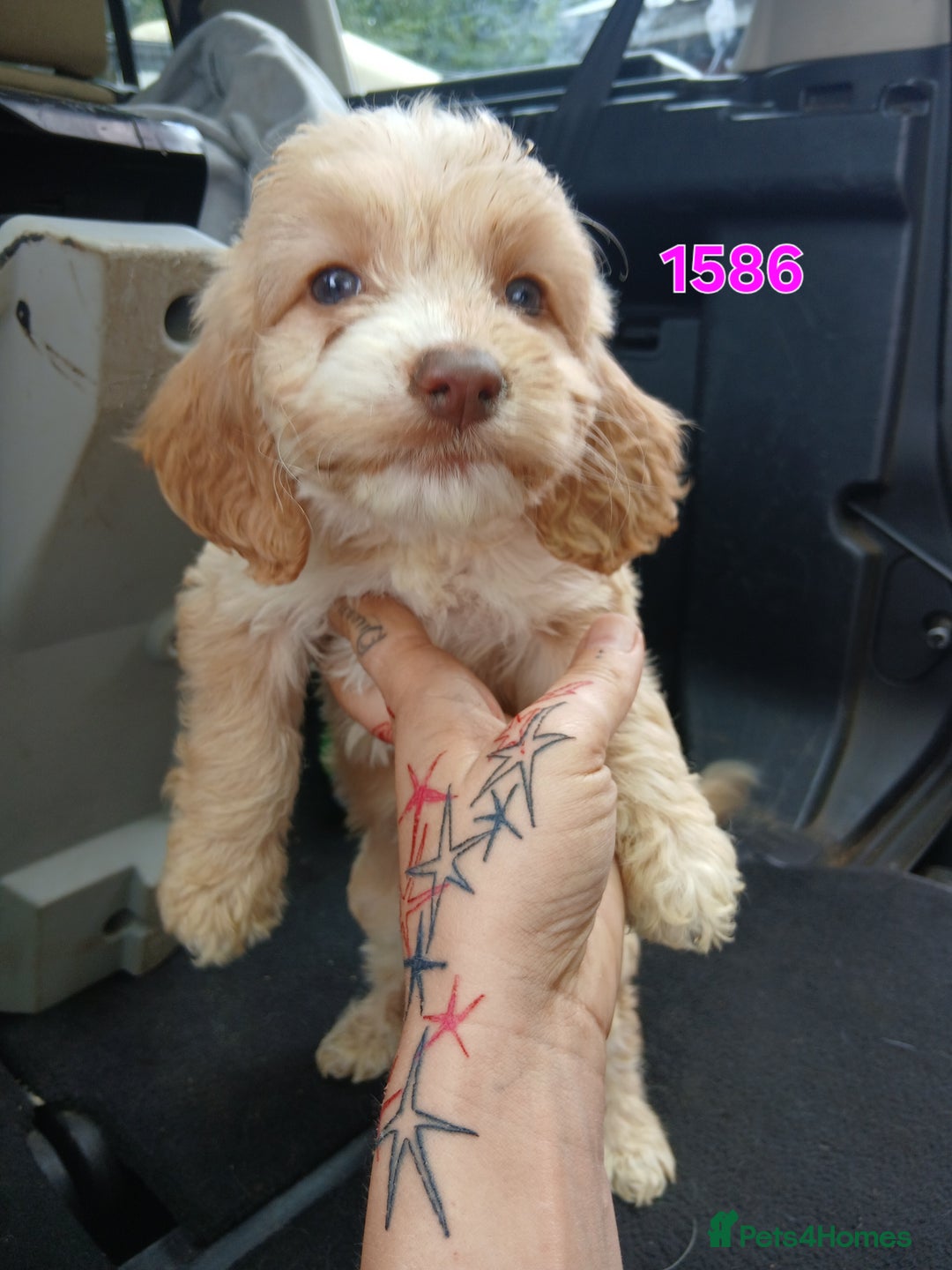 Cockapoo dogs for sale: Beautiful cockerpoo puppies  - Image 10