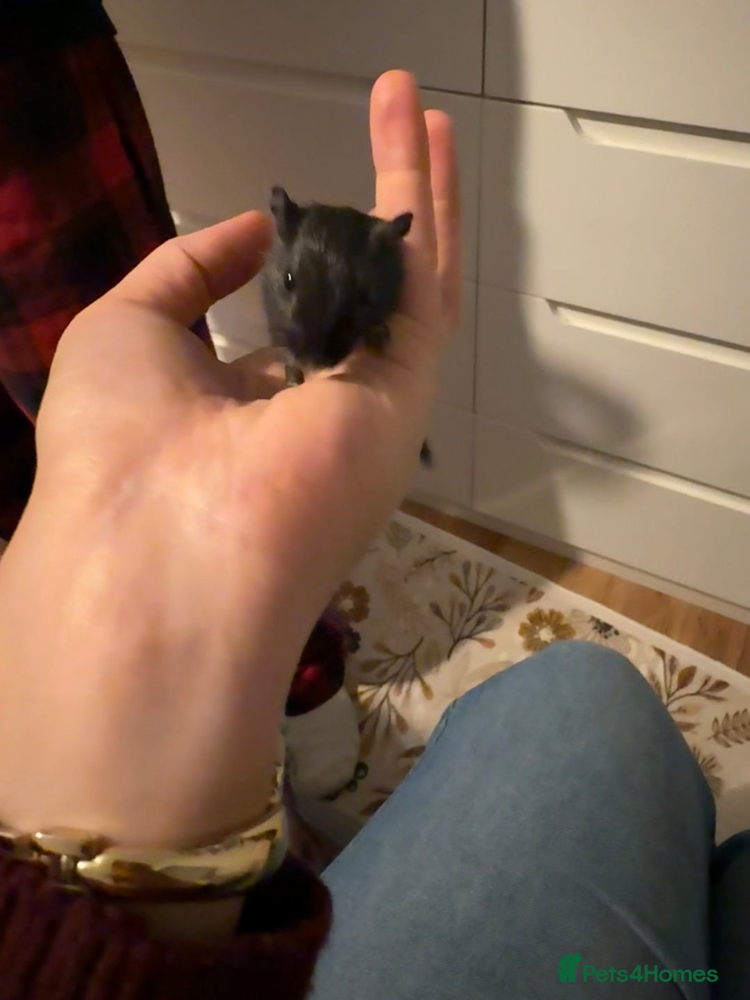 Gerbil rodents for sale: Baby Gerbil Sisters + Full Cage Setup - Advert 1