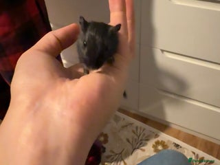 Gerbil rodents Baby Gerbil Sisters + Full Cage Setup - Advert 5