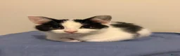 Mixed Breed cats for sale: Kittens  - Advert 4