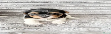 Biewer Terrier 5
