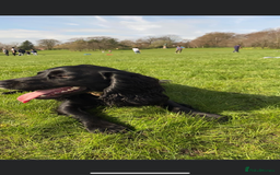 Cocker Spaniel dogs for stud: KC registered Cocker Spaniel Striker for stud - Image 21