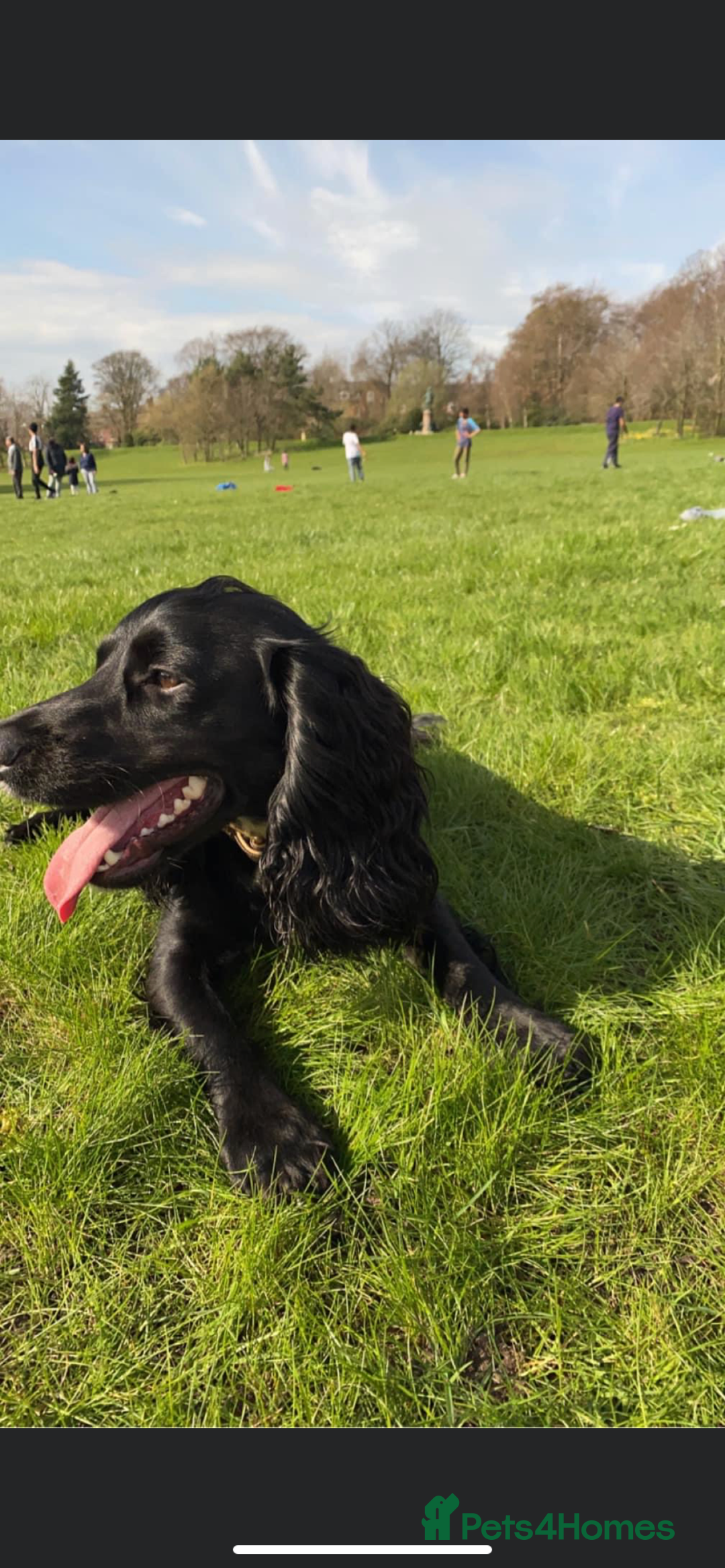 Cocker Spaniel dogs for stud: KC registered Cocker Spaniel Striker for stud - Image 21