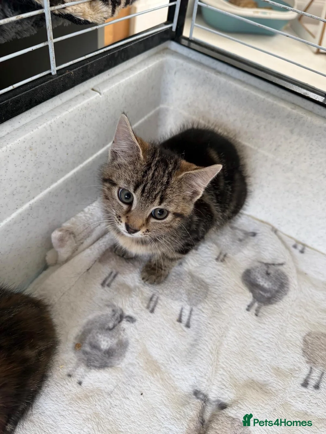 Mixed Breed cats for sale: Rescued kittens - Advert 10