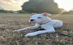 Mixed Breed dogs for sale: Dexter  - Image 11