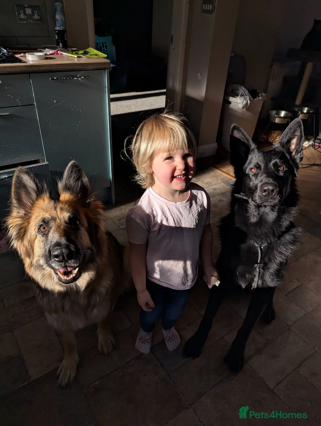 German Shepherd dogs for sale: German shepherd puppies due July - Advert 11