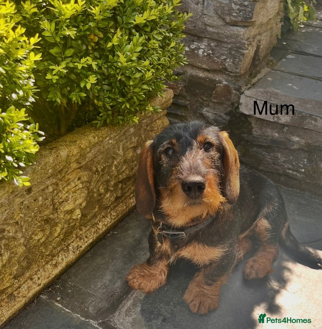 Dachshund dogs for sale: Wirehaired Dachshund - Image 1