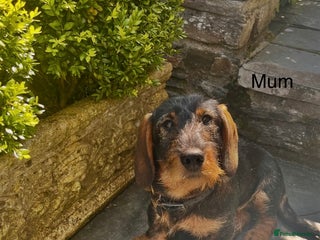 Dachshund dogs Wirehaired Dachshund - Advert 6