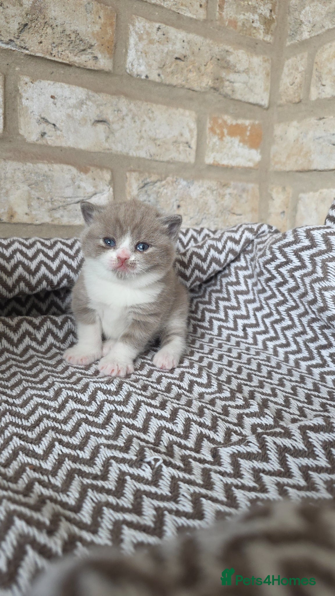 British Shorthair cats Beautiful British Shorthair Girls - Advert 9