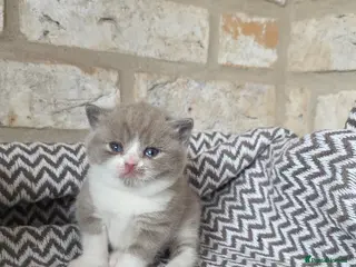 British Shorthair cats Beautiful British Shorthair Girls - Advert 9