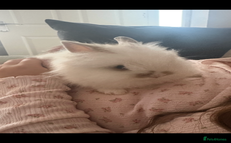 Mini Lion Lop rabbits - Advert 1