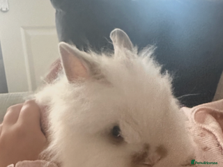 Mini Lion Lop rabbits - Advert 11