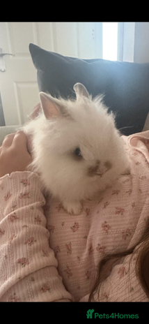 Mini Lion Lop rabbits - Advert 1