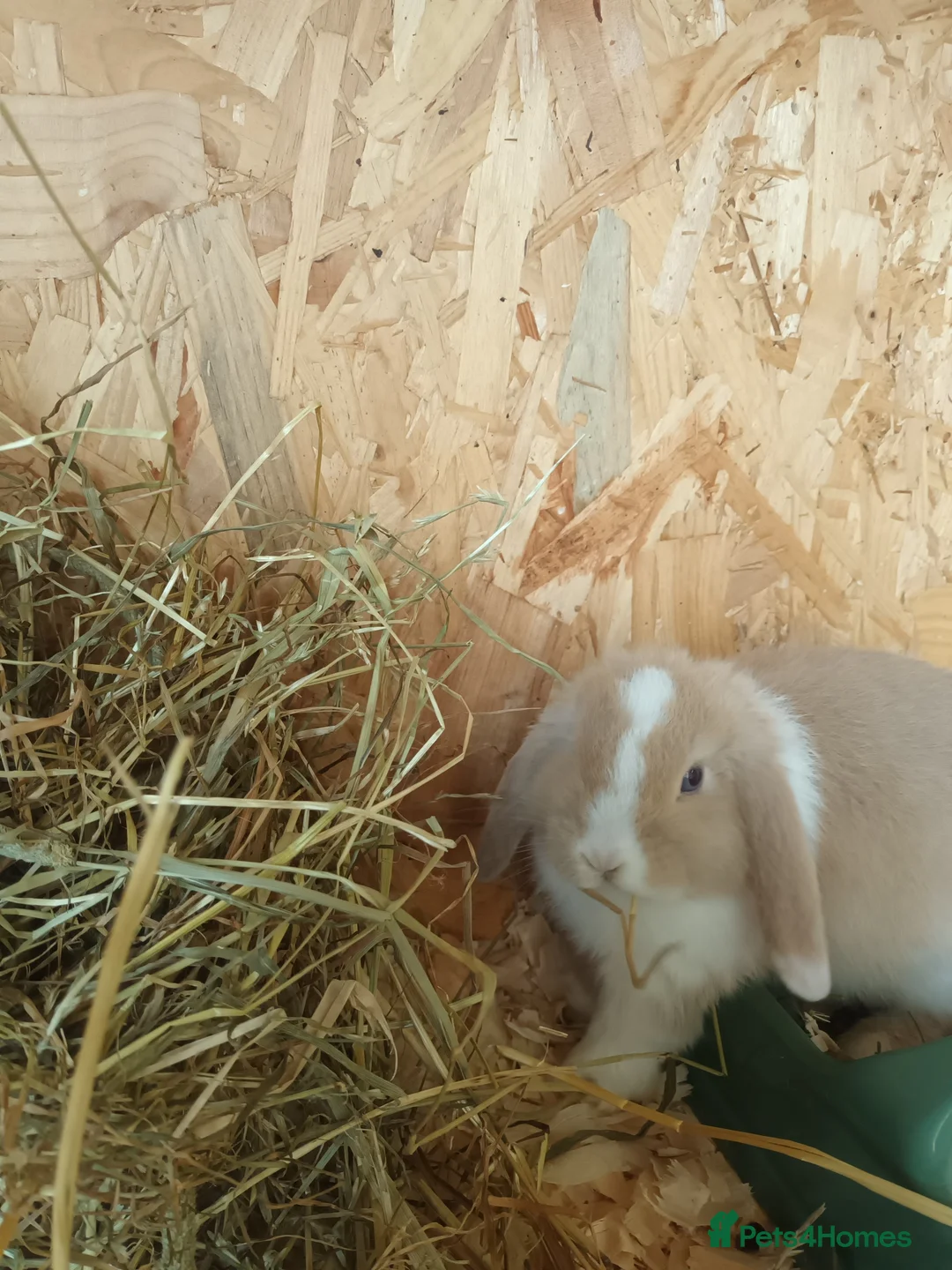 Mini Lop rabbits for sale: Mini lop - Advert 2